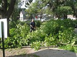 Tree Trimming