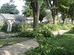 Tree Trimming