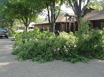 Tree Trimming